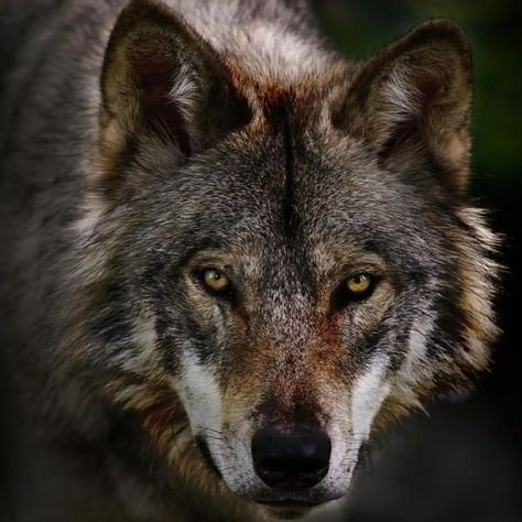 “I AM HERE TO STAY! #KEEPWOLVESLISTED” ♥️🐺