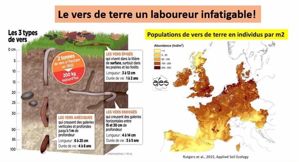 Le vers de terre: un laboureur infatigable qui travaille sous nos pieds depuis 200 millions d'années! Son pire ennemi, la charrue.
➡️6 cœurs et 6 cerveaux
➡️Rejettent 40 à 100 T de déjections/ha/an riches en NPK
➡️Une prairie peut contenir 3 T de vers de terre/ha
➡️10 000 espèces
