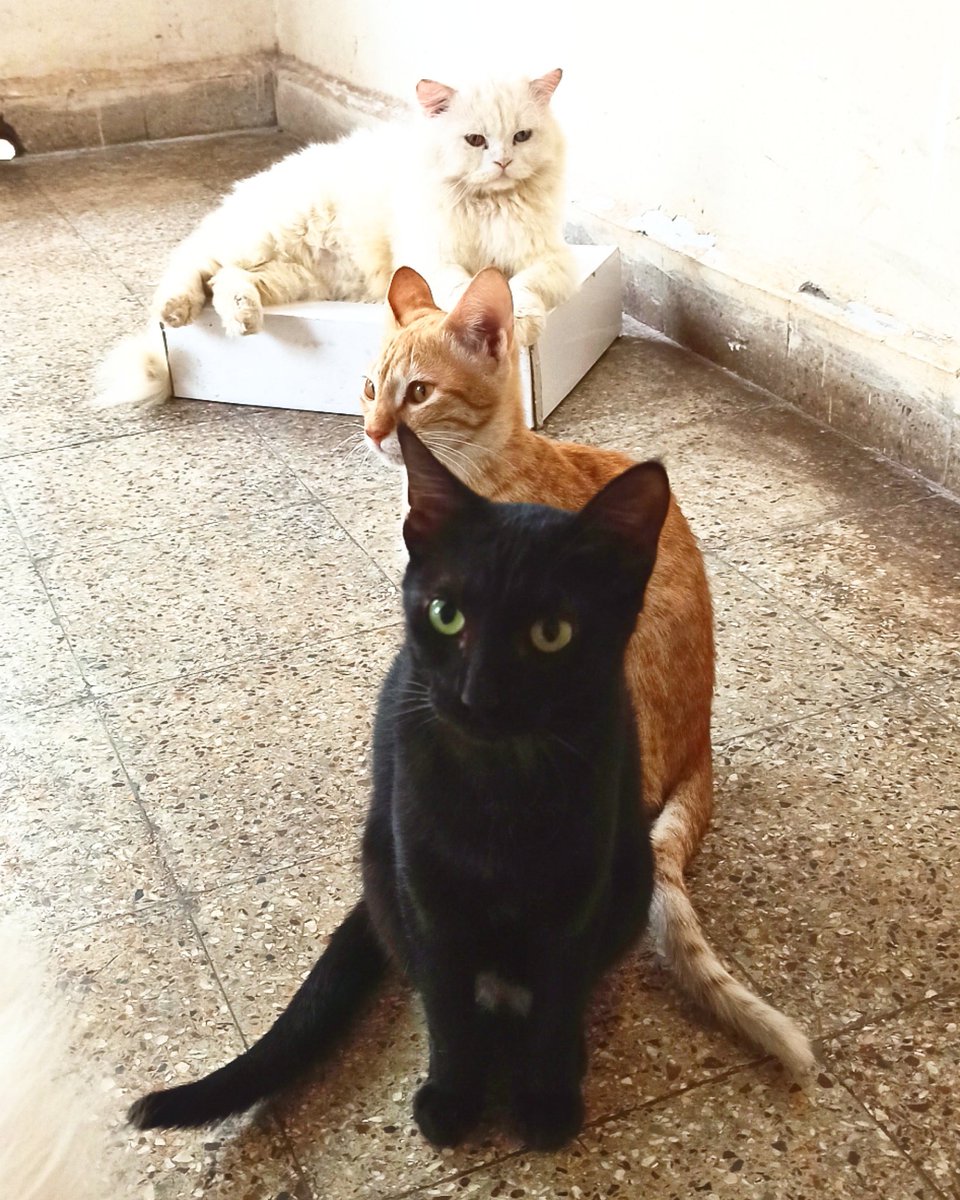 PunePet's tweet photo. Look at these grumpy posers..😼😼😼
.
.
.
.
.
 #petboardingpune #dogsinpune #doghostelnearme #riyopaws #dogboarding #petsofpune #dogsofpune #punedogs #punecathostel #funtime #petsocialization #punediaries #petcarepune #pcmc #pune😍 #persiancat #blackkitty #gingerkitty https://t.co/1I2sXC7WU3