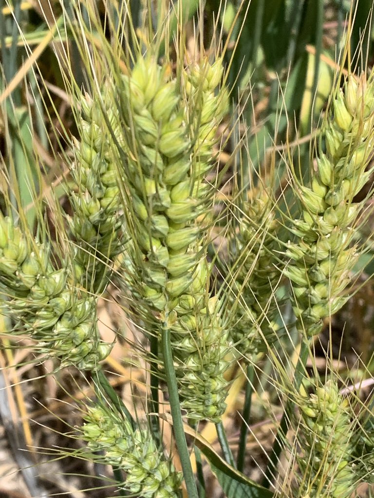 DelahuntyAndy's tweet photo. Times are a changing! @Templemore Today we reacquainted withJohn Stutchbery and his daughter Kate Stuchbery. Agronomy heroes going forward. @KieranDelahunty @KateKak https://t.co/fQ1wMskhTk