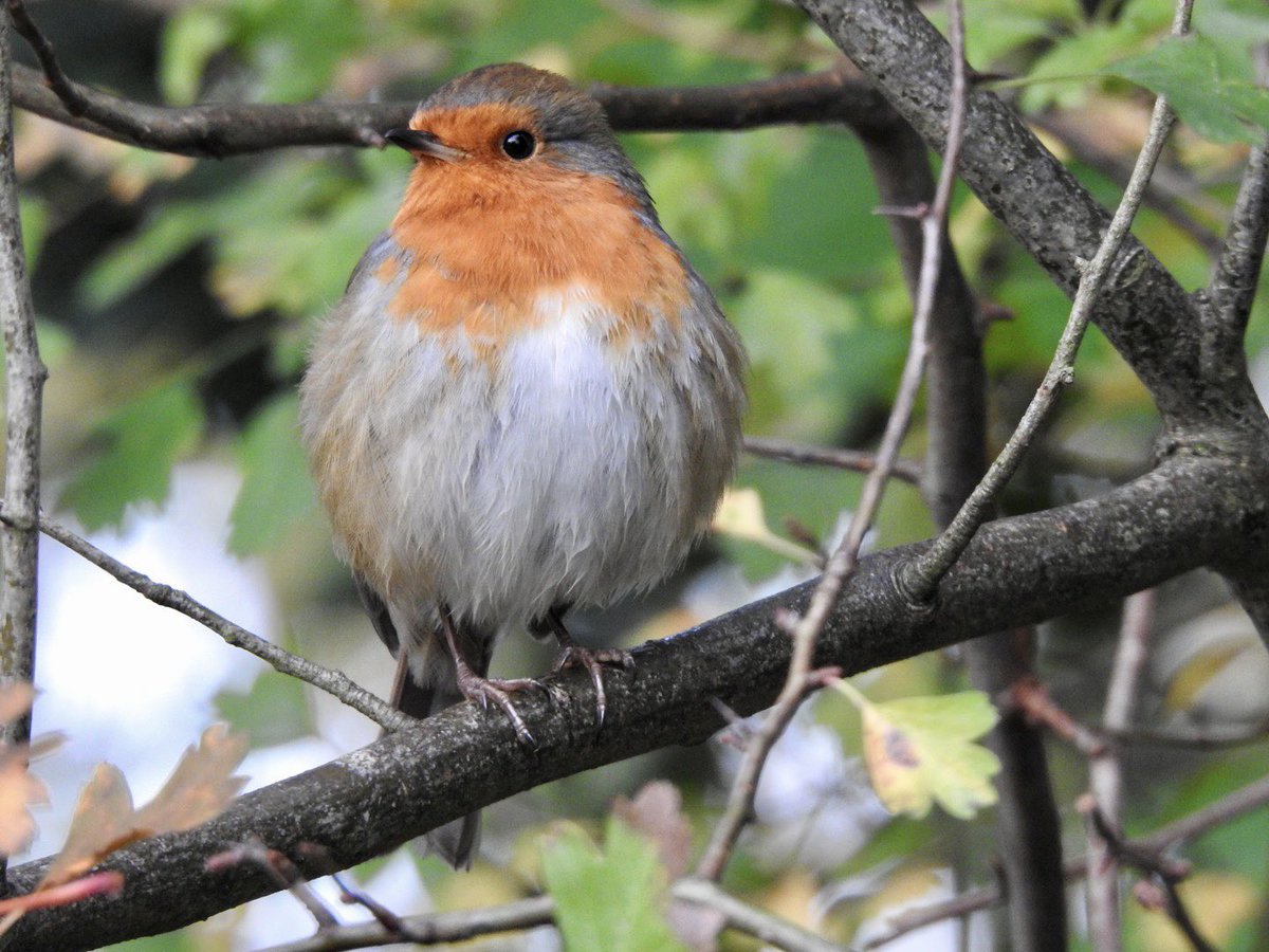 Stevewal63's tweet photo. At the end of my walk I came across this absolute beauty who was singing softly. I was able to stand right next to the Robin, we had a good chat too. 😉 #TwitterNatureCommunity https://t.co/gZGSrxHUe8