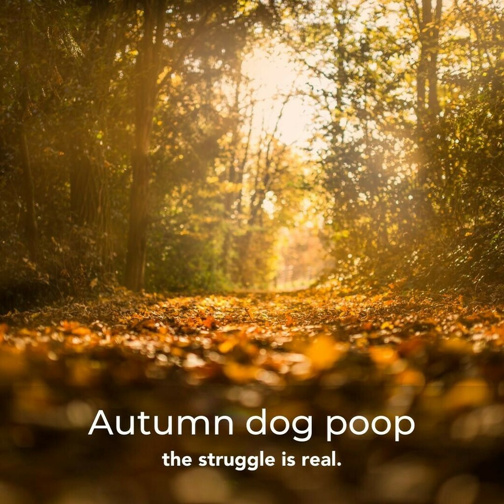 tailsdogfood's tweet photo. It's got to be around here somewhere ๐ฉ๐ง ...
โข
โข
#tailsdotcom #dogsofinstagram #ukdogs #dogsofuk #dogstagram #dogsofgreatbritain #dogmumlife #autumndog #falldog #autumnleaves https://t.co/AFQcNOVe1I https://t.co/mPbmB0qalG