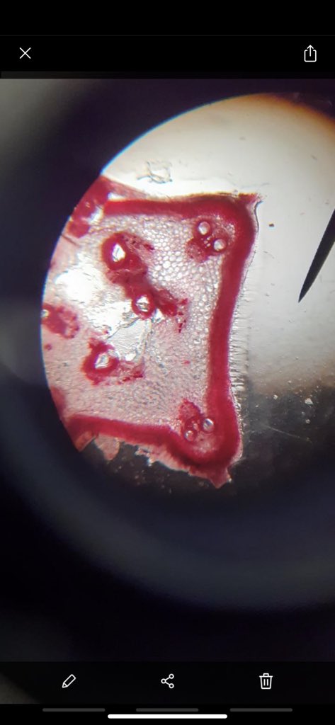 S1 scientists are using microscopes today. They’re sharing some great pictures on Teams! 🔬 @ArbroathHigh
