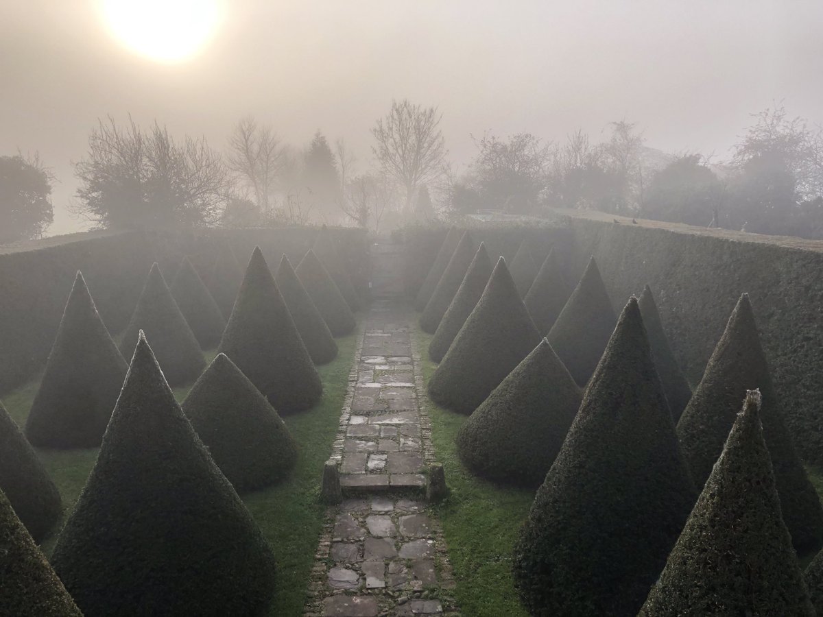 TheMontyDon's tweet photo. Misty morning light over the yew cones https://t.co/inkwAZqsGc
