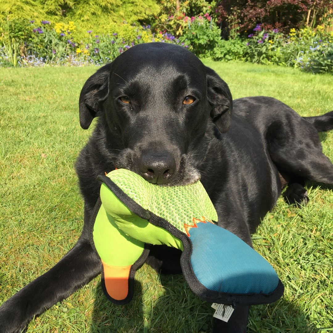 HarperAdamsUni's tweet photo. Meet Lucy from the veterinary nursing team! Here she talks about her career to date, the work of her dog Inca, and her hopes for the future of the industry for her students: https://t.co/b3TbcSO5CL #degreesthatmatter https://t.co/JOr0bTNNHB
