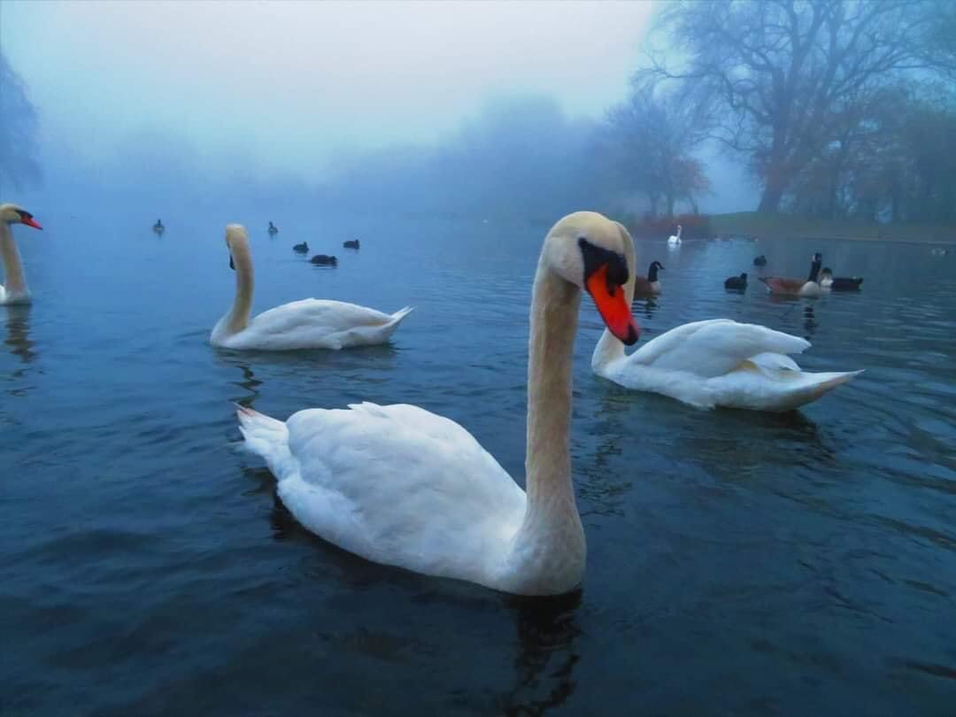 derby_parks's tweet photo. The calm after a busy night 🎇 #loveparks 💚 #lovenature 🦢 

Photos by Michael Schofield  - Alvaston Park Friends https://t.co/6aWkO26aqu