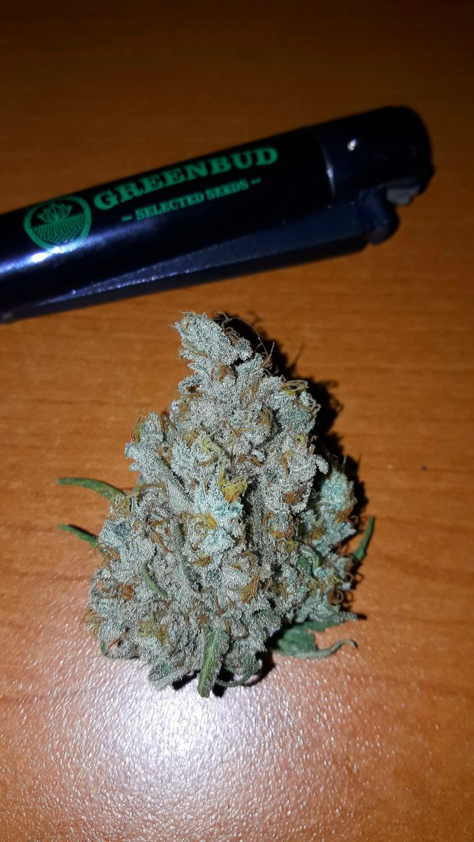 AdrycManellson's tweet photo. Weed Día Verde Mundo.
Brilla el Sol en #AdrycsCove, #PolarExpress #Auto @GreenbudSeeds #OutDoor busca su Calor, el #CatCropTeam dormita y la Grúa de @JuanKannabia currando,
Junto a mi Hada, con @Sophie_MJ @GiftsGreenwood @ProXL_Spain #Plagron @tonenutrients,
Deseamos Feliz..🧚‍♂️😎 https://t.co/nOjrq1ijhF