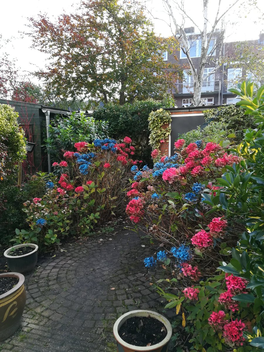 gerardaalders's tweet photo. Het heeft me jaren van inspanning gekost maar nu bloeien ze dan toch! Mijn WINTER-HORTENSIAS. https://t.co/DkHCsNBchc