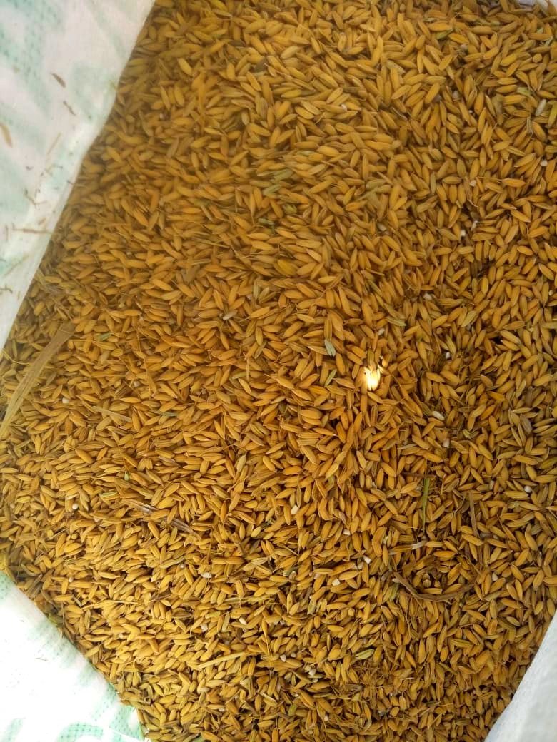 AgriplusIn's tweet photo. Mahamaya Paddy available for sale
Kabirdham, Chhattisgarh
Contact Shailendra Chandravanshi at 9993601472
For more information and images, please click below:
https://t.co/ucaeDcKedO
#agriculture #agriplus #paddy https://t.co/c5KnmQiaUD