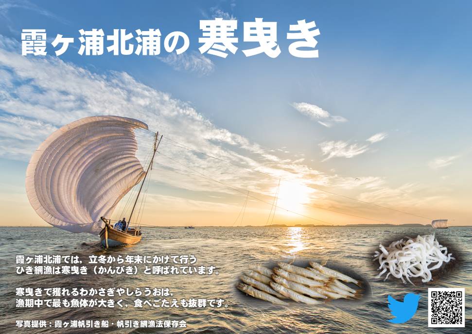 茨城県 寒曳き漁がスタート 本日は 立冬 です 霞ヶ浦北浦に 寒曳き の季節がやってきました この季節の ワカサギ や シラウオ は漁期中最も大きくなり 食べごたえ抜群です ワカサギは焼きワカサギ シラウオならお刺身がおススメ 今しか