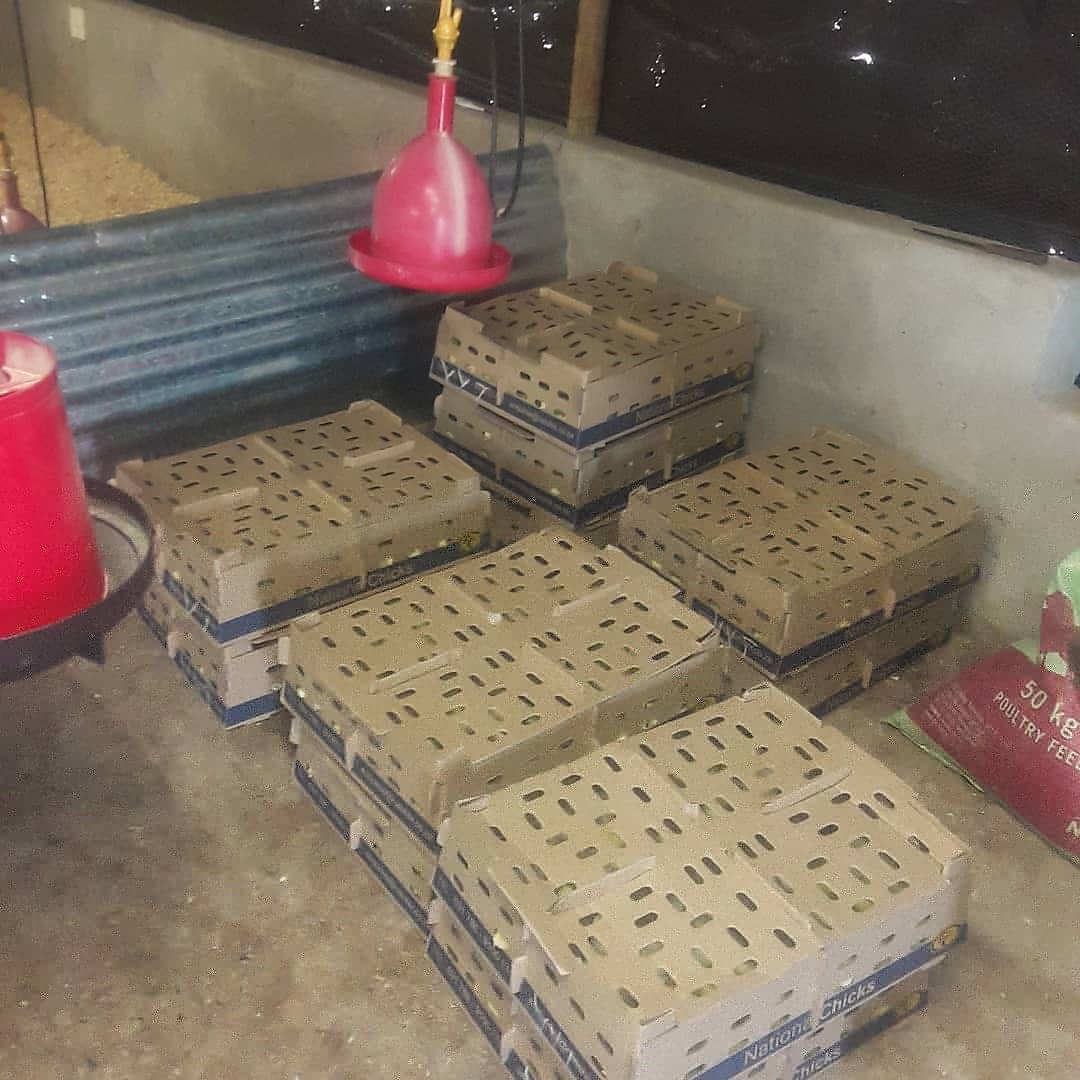 FarmMongo's tweet photo. 🙏🏽Festive Stock Up🐤 #WeAreMongo https://t.co/JVKC5d5esX