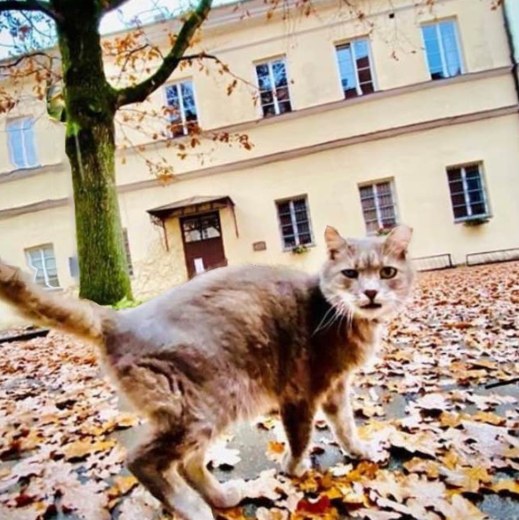 RaAMmetaphor's tweet photo. #2021vilniusmetaphorandspace #ConferenceAbstract #ExtendedDeadline
❓Still working on your abstract? Our #UniversityCat Vincas 🐈  is waiting for your abstracts too and is sending you positive autumn vibes 🍁 Meow!
🗓 Final abstract submission deadline is November 18! https://t.co/9ywSy4Ec1M