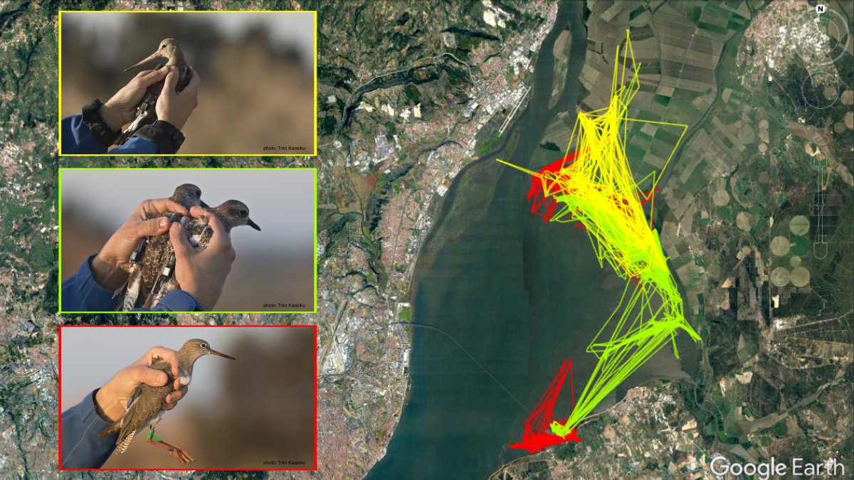  #waders don't stop!(well, expect for roosting at high tide...)Here's a map with the movements gathered so far. #shorebirds  #ornithology  #conservation