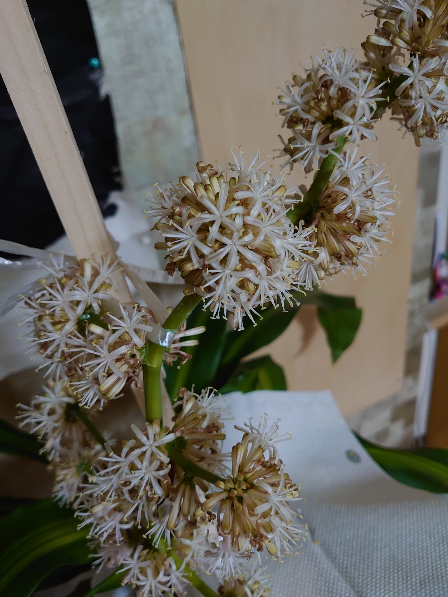 幸福の木の花 Twitter Search Twitter
