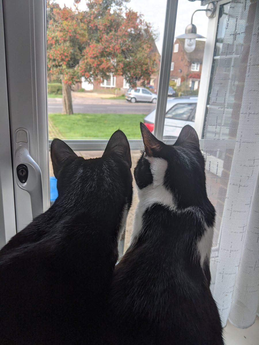 IzzyRosie2's tweet image. This morning is all about neighborhood watch and a bit of growling at doggos.... Oh oh and string... #StringIsTheThing (Ty @CocoNPops ) #CatsOnTwitter #HereForTheCats #rescurecats
#AdoptNotShop