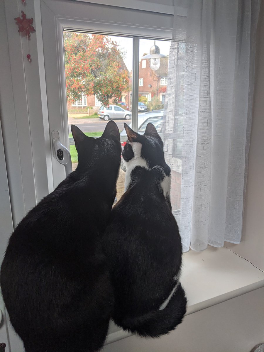 IzzyRosie2's tweet image. This morning is all about neighborhood watch and a bit of growling at doggos.... Oh oh and string... #StringIsTheThing (Ty @CocoNPops ) #CatsOnTwitter #HereForTheCats #rescurecats
#AdoptNotShop