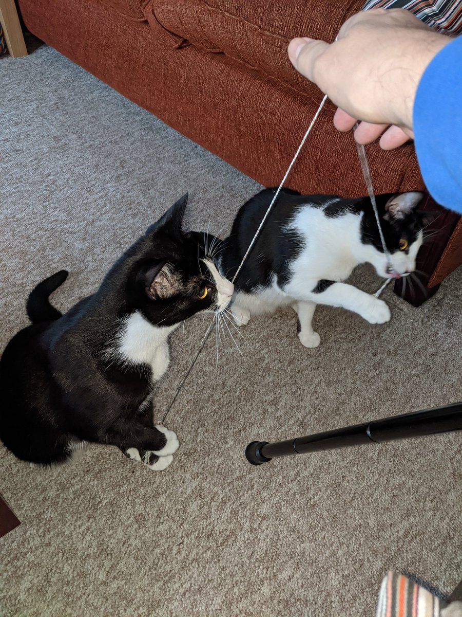 IzzyRosie2's tweet image. This morning is all about neighborhood watch and a bit of growling at doggos.... Oh oh and string... #StringIsTheThing (Ty @CocoNPops ) #CatsOnTwitter #HereForTheCats #rescurecats
#AdoptNotShop