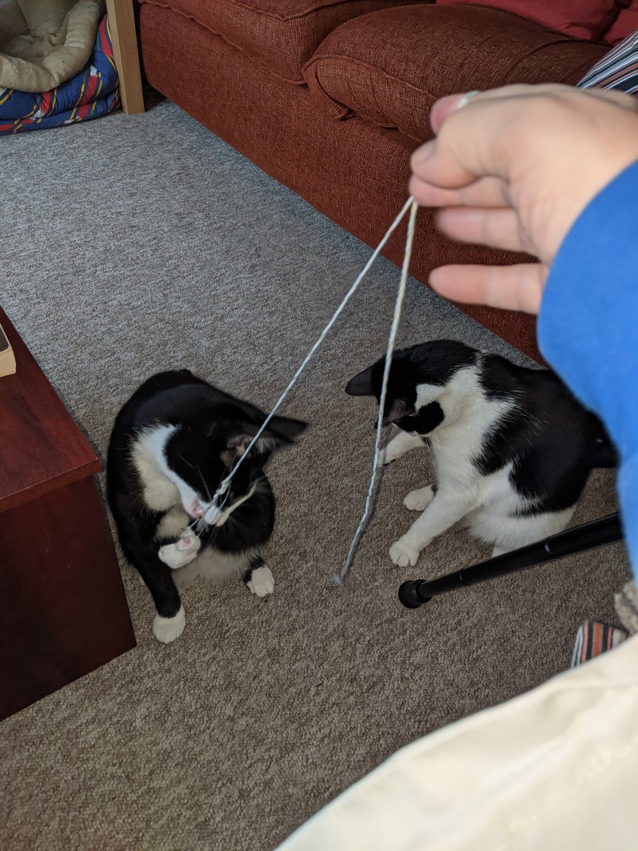 IzzyRosie2's tweet image. This morning is all about neighborhood watch and a bit of growling at doggos.... Oh oh and string... #StringIsTheThing (Ty @CocoNPops ) #CatsOnTwitter #HereForTheCats #rescurecats
#AdoptNotShop