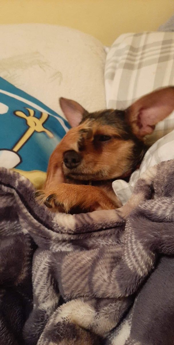 KristaLynn311's tweet photo. Dobby the #chorkie https://t.co/RTQPc2tiDh