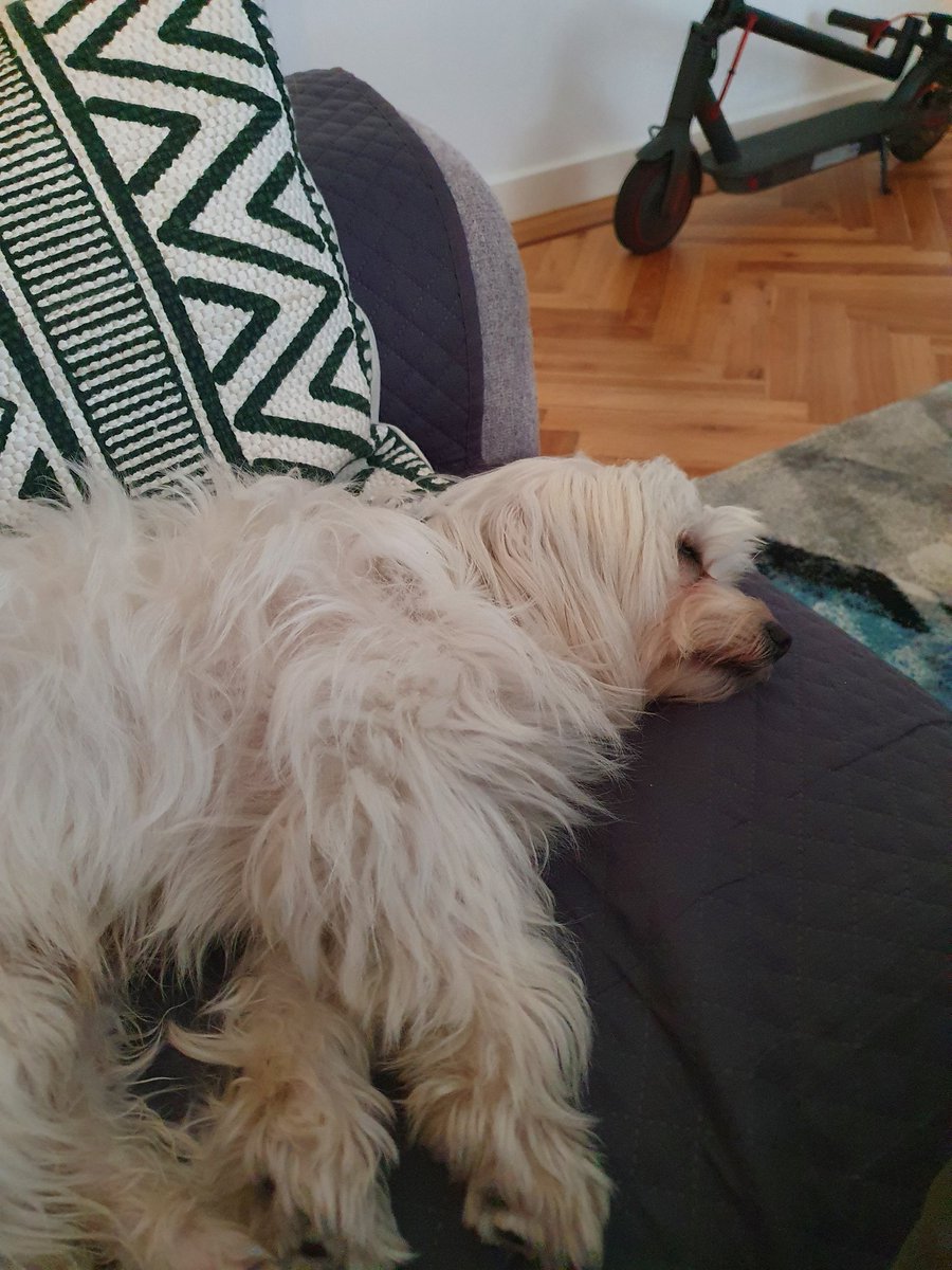 AngelaMeiCal's tweet image. Maritrini, Sito y yo, atentos a #SEAIC2020  (bueno Sito no...)