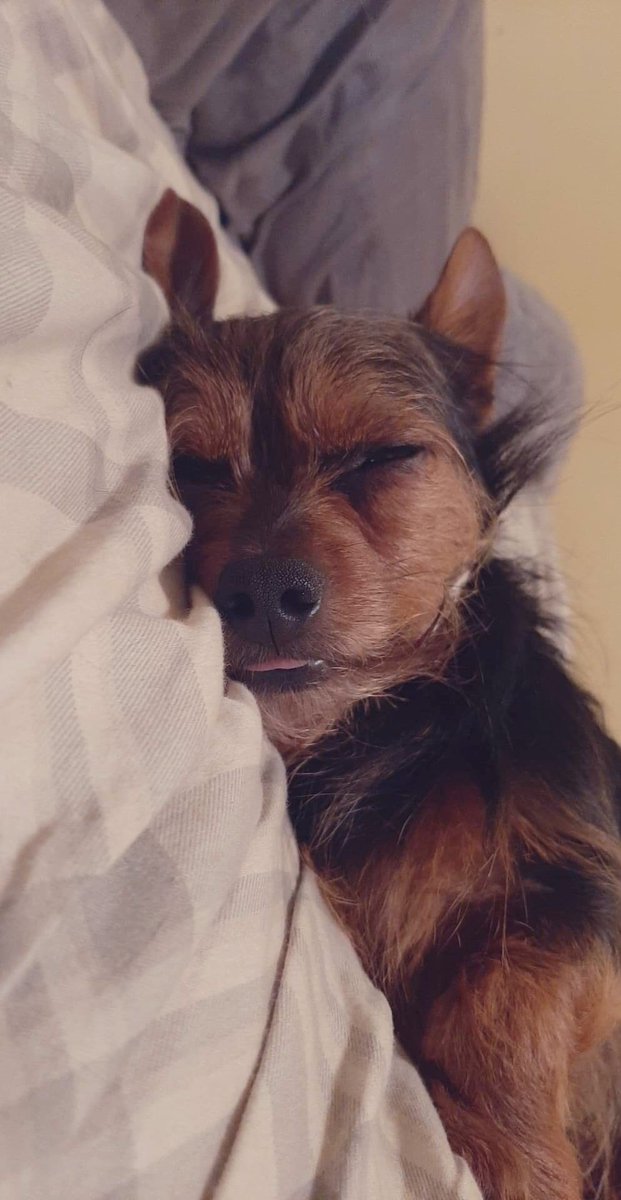 KristaLynn311's tweet photo. And Toby too! #chorkie #furbaby #brothers #SleepingBeauty https://t.co/G2UJGuoeFY
