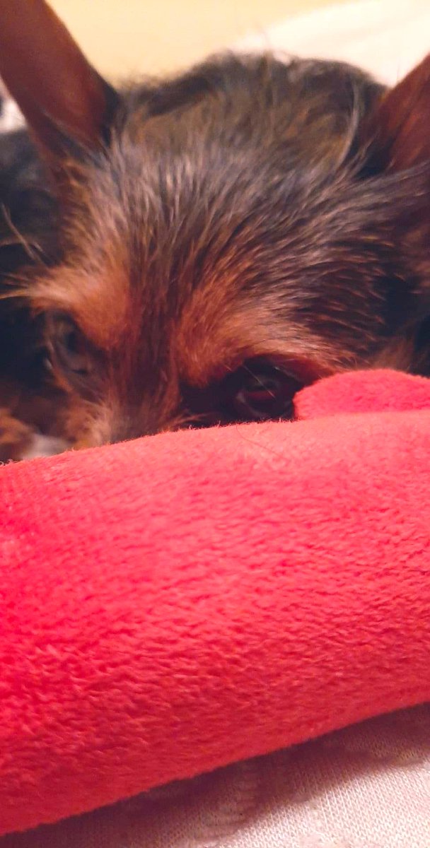 KristaLynn311's tweet photo. And Toby too! #chorkie #furbaby #brothers #SleepingBeauty https://t.co/G2UJGuoeFY