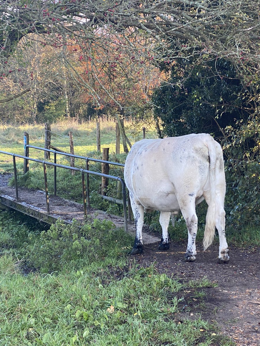Traffic jam on second lockdown morning run. 😂🐮 <a href="/skinnychamp/">Skinny Champ Skrilla</a> #Lockdown2 #running #FridayThoughts <a href="/omudental/">OMÜ</a>