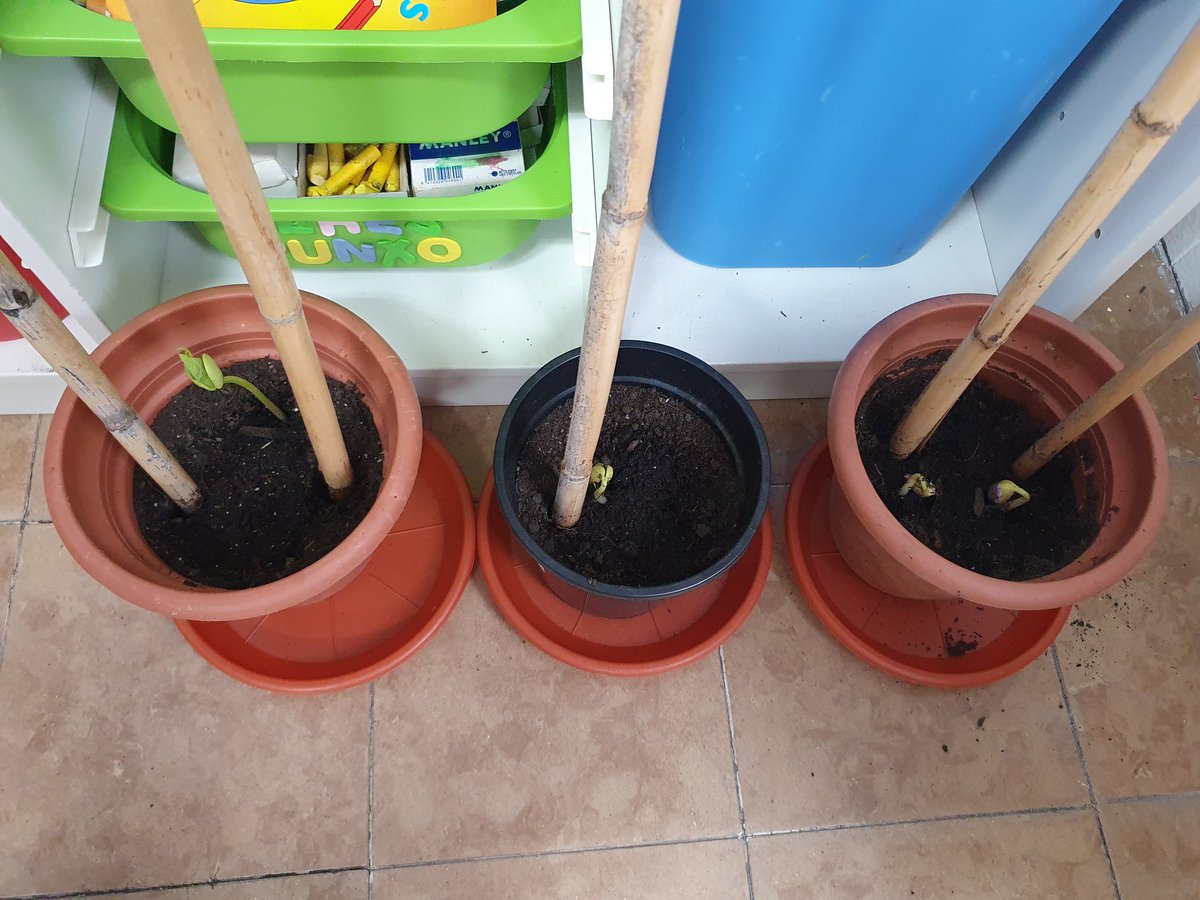 FEDACAmilcar's tweet photo. Les mongetes de P1 comencen a créixer. Quina emoció!! #passioxeducar #avuixdema #biofedac #entorn https://t.co/e14FmuG9o3