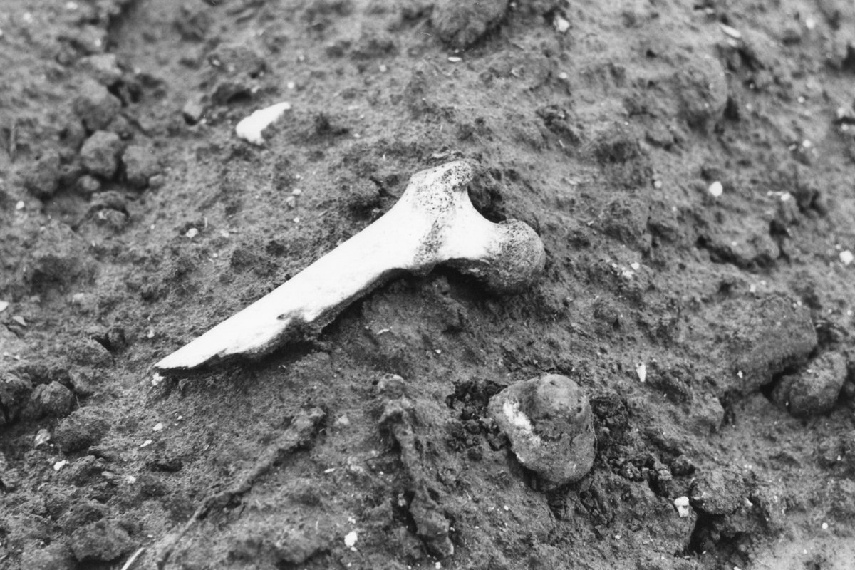  #WFA40: John Giles' photograph of the 'fragments of war' on the battlefields of Ypres in 1970s.