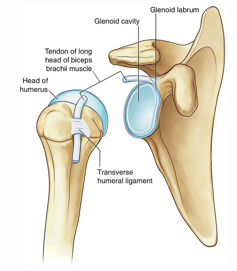 Before I dive into the recovery process, let me give you a little background on shoulder anatomy. As you can see in the image, our shoulder joint consists of the Humeral head (left side, blue) and the glenoid fossa (right side, blue)And around the glenoid fossa, is the labrum