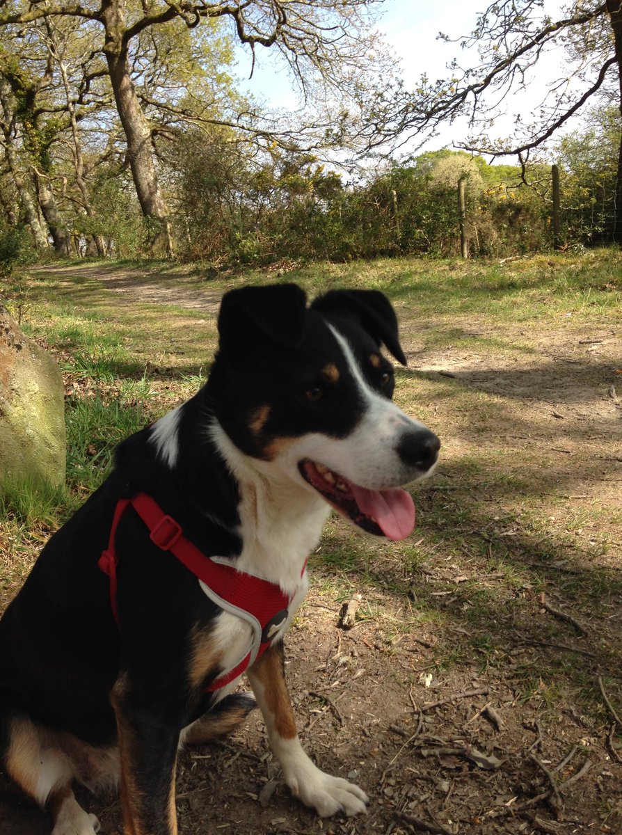 gelert01's tweet photo. #NELLIE 🧨SPOOKED🧨by fireworks 05/11/2020 #LonGoed between #Chwillog & #YnysGraianog black & white tan patches & tan dots above the eyes. #Chipped wearing red harness. Contact Milfeddygon Deufor 01766 810277 if seen do not chase or try to grab her
@NWPSpecialCO @NWPioneer https://t.co/JE3f1yADgw