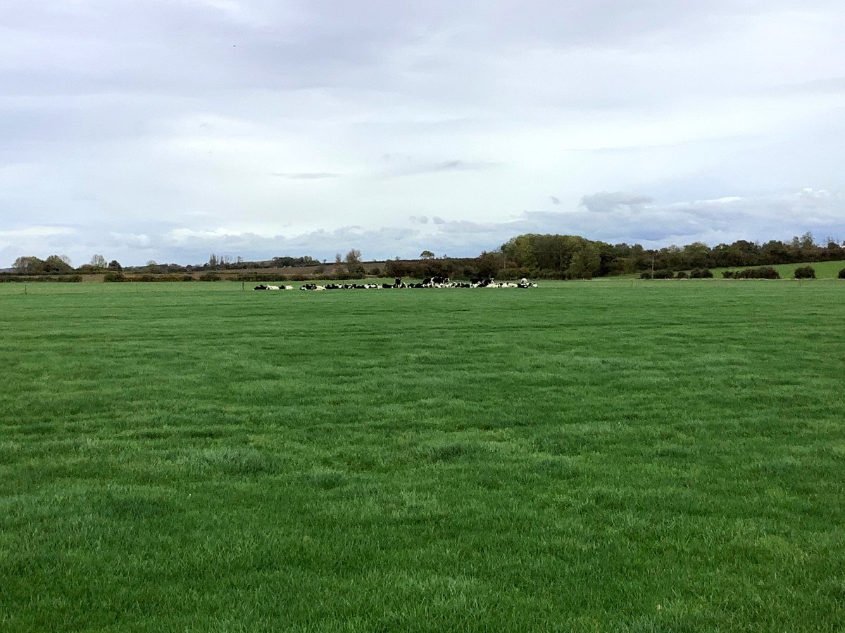 NickersonUK's tweet photo. Nickerson Red Circle grass looking 👍 in Cambridgeshire #redcircleleys #circleleys #grassleys #SeedSpecialists https://t.co/T7W0c3E2Ye