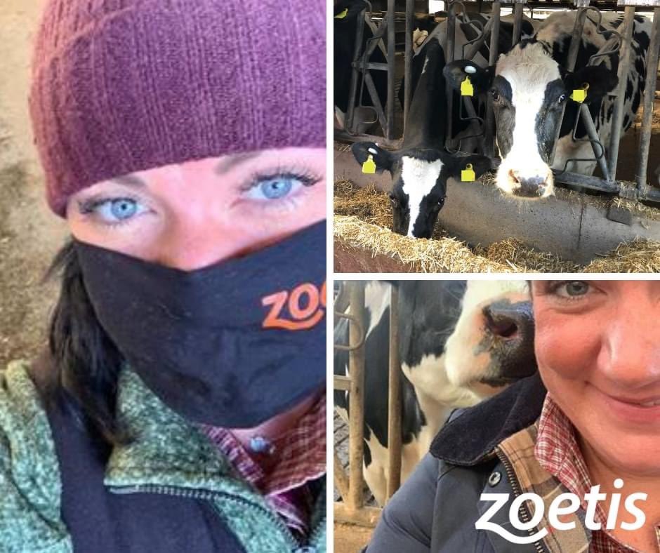 Zoetis UK dream team Colin Penny and Laura Scott were up bright and early this week helping tag 600 cows as part of a SMARTBOW installation, all while causing no disruption for the dairy farm. Learn more about SMARTBOW here: smartbow.com/en-gb/home.aspx
