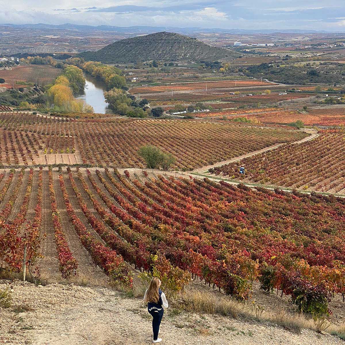 Rioja Wine España tweet media