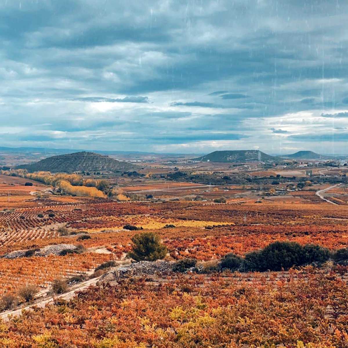 Rioja Wine España tweet media