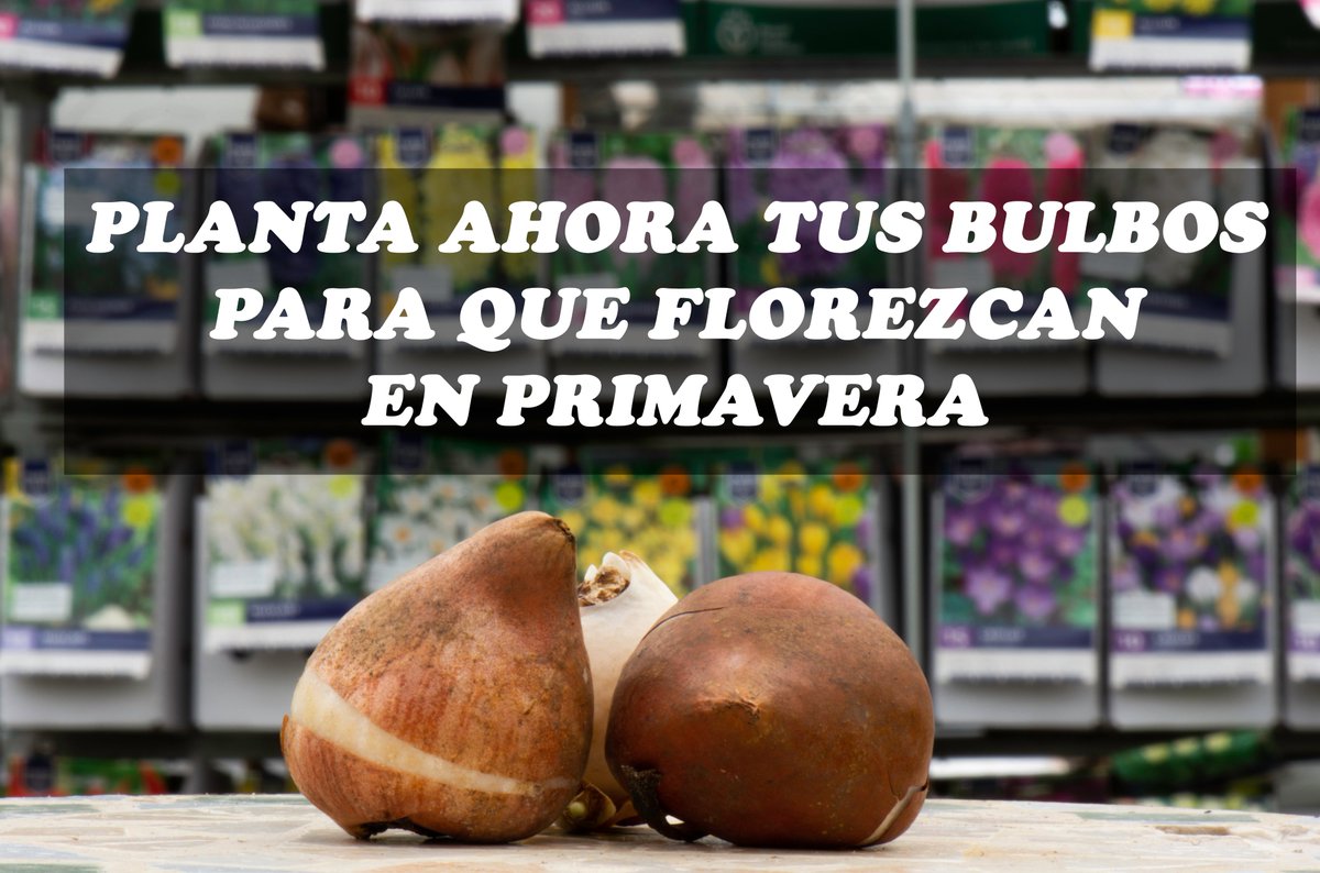 ¡¡BUENOS DIAS!! Hoy queremos recordaros que es época de plantar los bulbos, para que florezcan en primavera.
¡No esperes para comprarlos!
