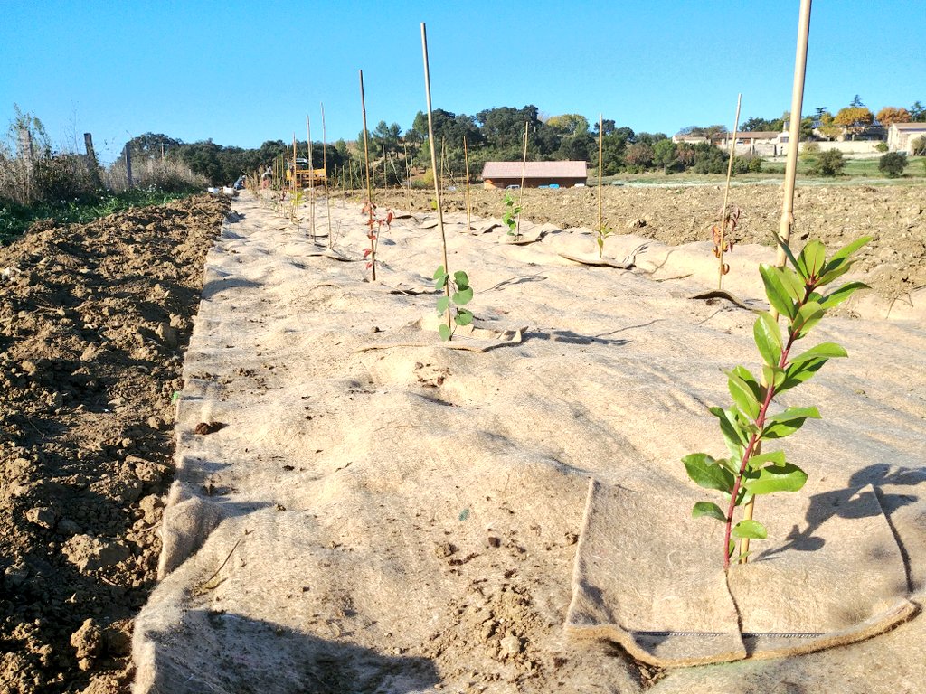 ClaireBC3's tweet photo. Visite de la haie double de l'année dernière et plantation des petits nouveaux hier au Domaine Clavel : les arbres ont été bichonnés et ça se voit ! @PurProjet #PlantForGood #agroforesterie https://t.co/bcYtvHpEBE