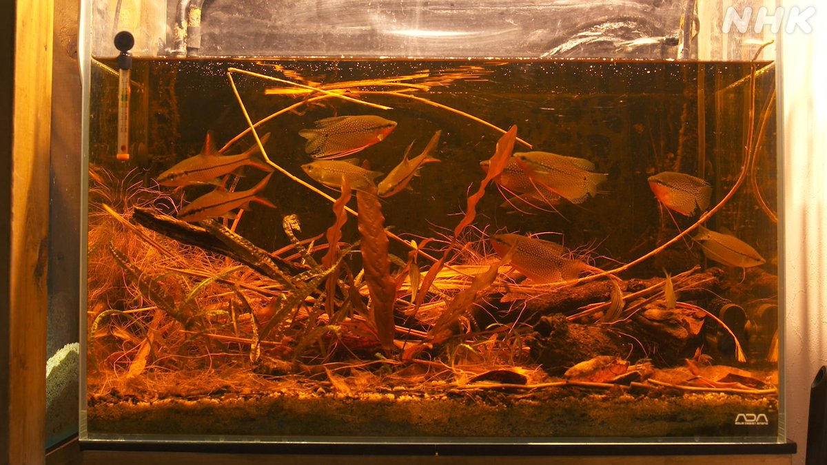 Nhk びじゅつ委員長 美の壺 青磁 はいかがでしたか 次回は アクアリウム 雲海のように広がる水草 赤土の断崖を遊泳する魚 東南アジアやアマゾンの大自然が出現 ギョギョ さかなクンが草刈邸に Bsプレミアム 13日 金 午後7 30 おうち