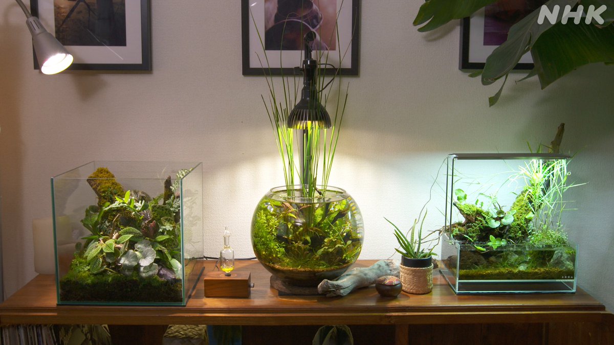 Nhk びじゅつ委員長 美の壺 青磁 はいかがでしたか 次回は アクアリウム 雲海のように広がる水草 赤土の断崖を遊泳する魚 東南アジアやアマゾンの大自然が出現 ギョギョ さかなクンが草刈邸に Bsプレミアム 13日 金 午後7 30 おうち