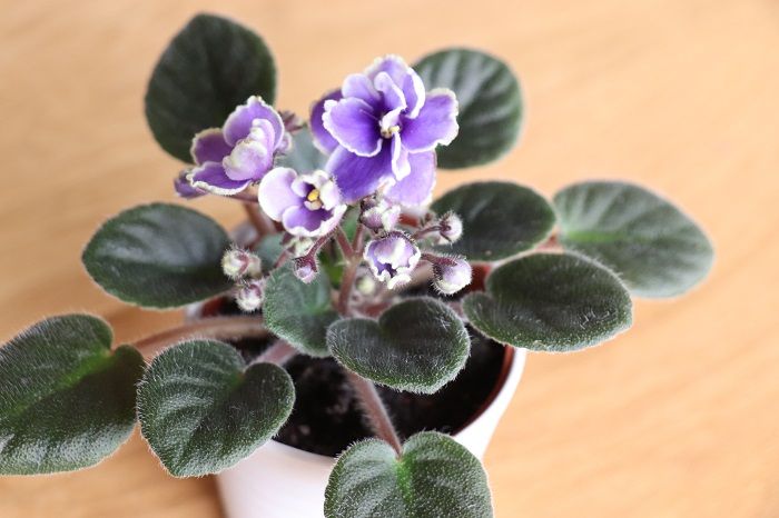 Lovegreen 室内で育てる花 ミニセントポーリアの育て方と楽しみ方 T Co Y2y91n5lza 室内で育てられる花といえばセントポーリア その中でもミニサイズのセントポーリアに注目し 育て方と楽しみ方を紹介します 部屋 花 園芸 インドアグリーン Lovegreen 室内で育てる花 ミニセントポーリアの育て方と楽しみ方 T Co Y2y91n5lza 室内で育てられる花といえばセントポーリア その中でもミニサイズのセントポーリアに注目し 育て方と楽しみ方を紹介します 部屋 花 園芸 インドアグリーン