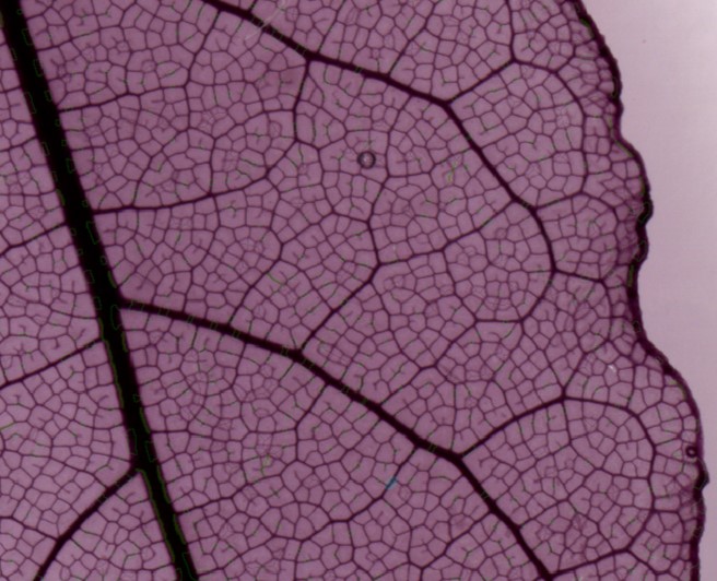 Lorna McAusland tweet media