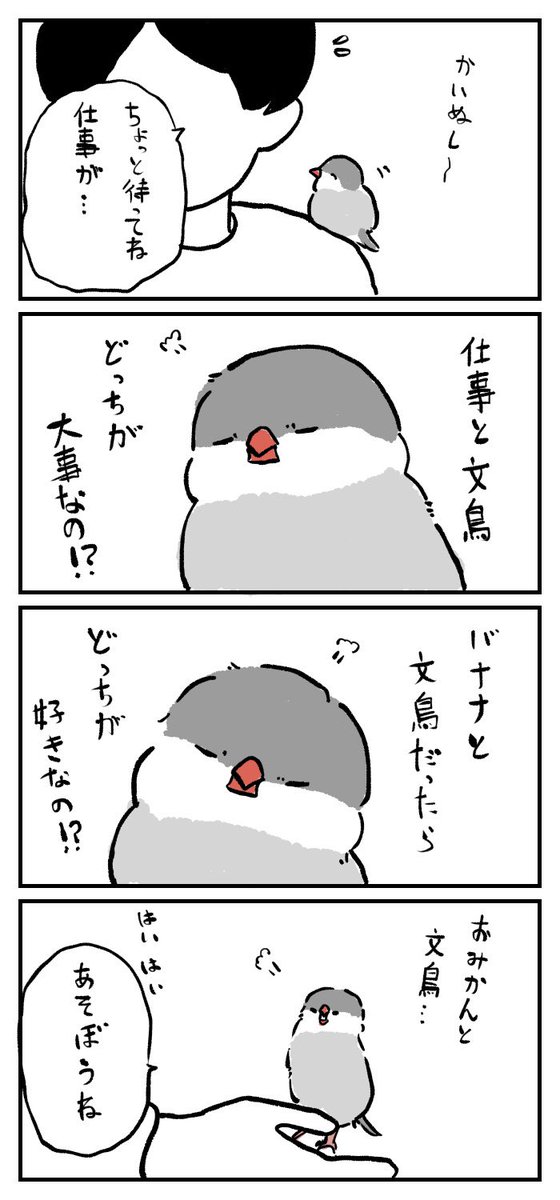 詰め寄る文鳥 