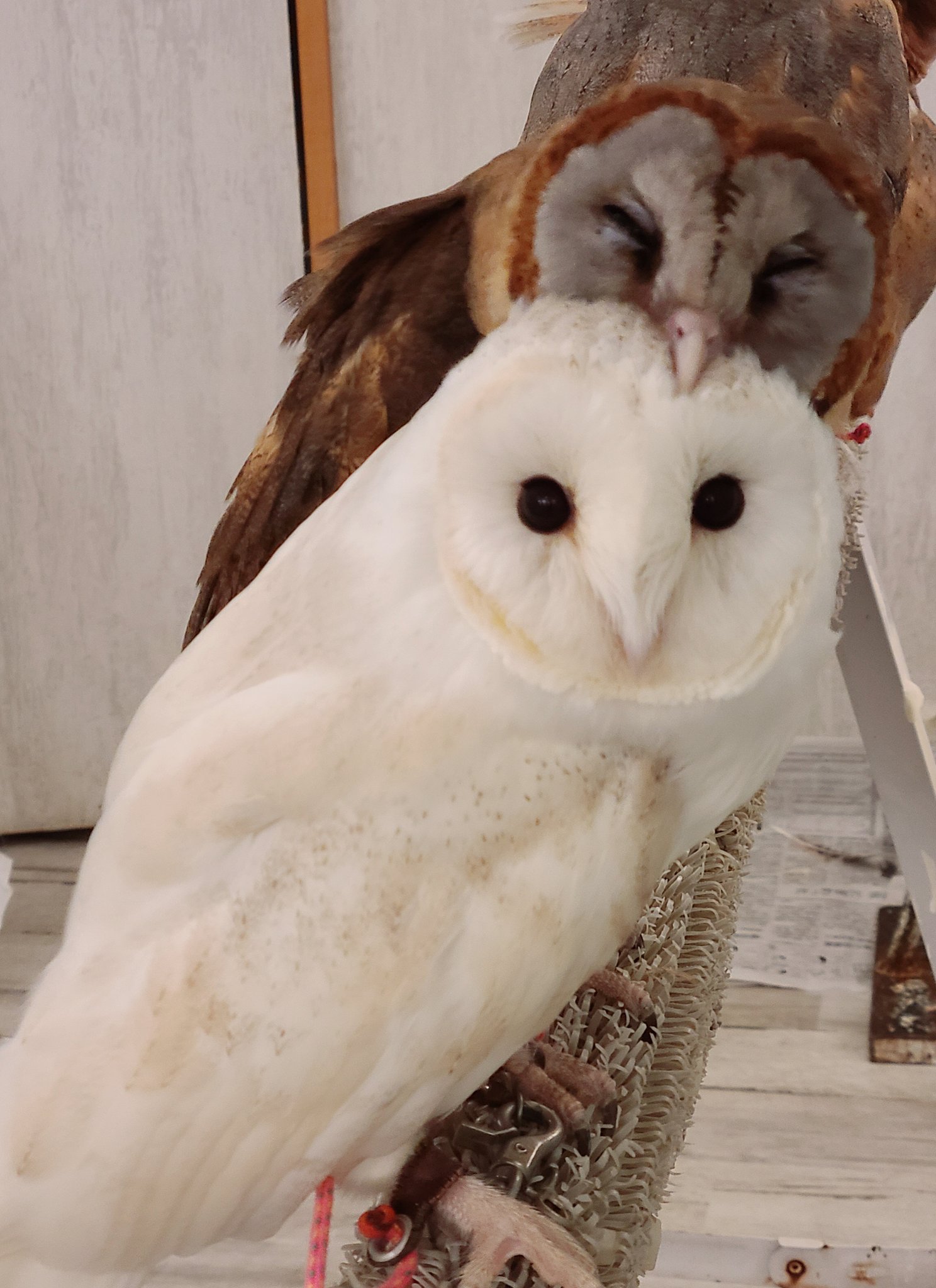 フクロウカフェ 東京 アキバフクロウ 雛祭り開催中 この白くてフワフワしてる綿菓子みたいなフクロウ可愛いなぁ アキバフクロウ 秋葉原 フクロウカフェ 動物カフェ メンフクロウ T Co Fhlkjrcx6y Twitter