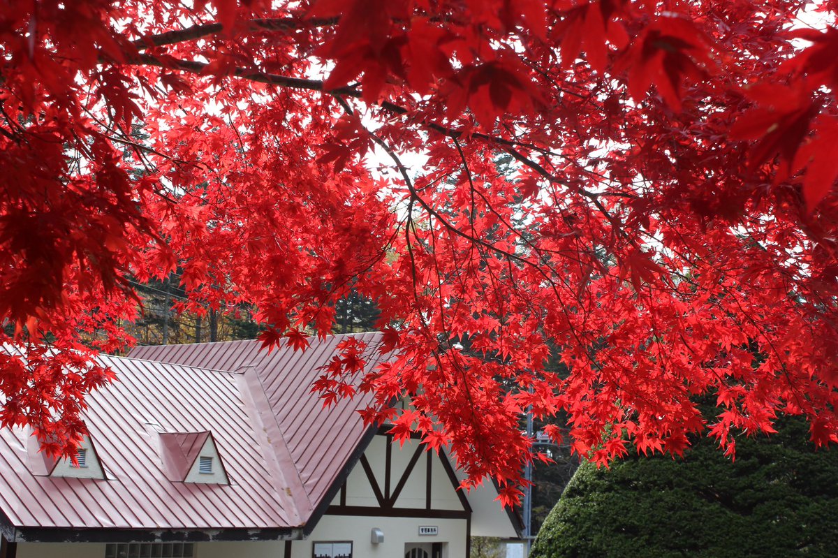 YpzHBWBcBKxSkZR's tweet photo. 中野ダム公園に行きました。
#中野ダム公園
#函館
#紅葉
#カメラ
#Canon
#EOSkiss
#X5
#一眼カメラ
#写真
#キャノン
#canon
#EFS18-55mm
#ファインダー越しの私の世界
#ファインダーは私のキャンパス
#ダレカニミセタイソラ
#カメラ男子
#カメラ好きな人と繋がりたい
#写真好きな人とつながりたい https://t.co/tVAudQ6Ayp