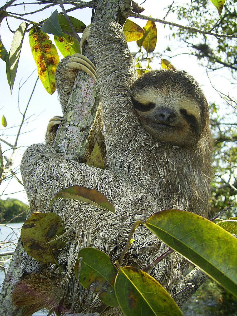 Pigmy three-toed sloths live on red mangrove leaves, which are believed to carry a fungus containing alkaloids similar to Valium. Researchers have noted their docile behaviour and unusual brain waves, suggesting it's quite possible that these tiny sloths are constantly stoned.