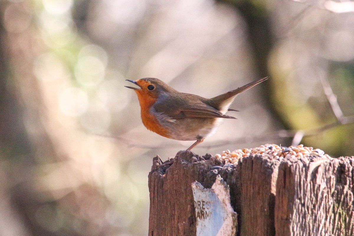 As the nights draw in and the weather turns, there’s still opportunities to experience some awe-inspiring wild spectacles and joy-bringing #nature encounters right here in #Cardiff 🍂

Share your finds with us using the #WildCardiffHour hashtag every Tuesday 7-8pm 🦆