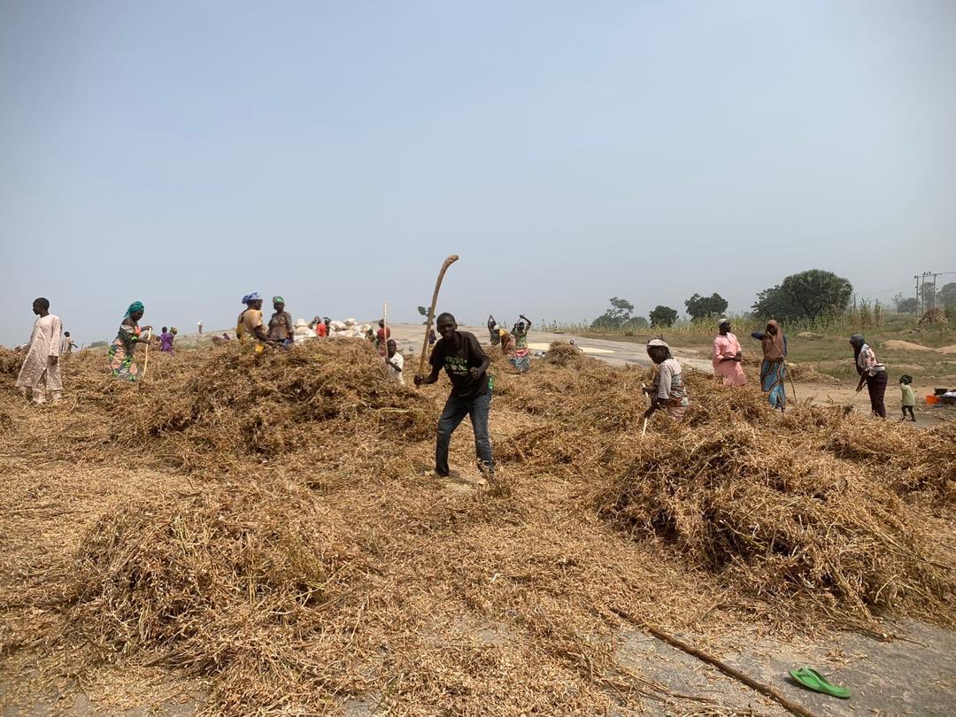 BolanleCole's tweet photo. I’ve seen pictures of Farmers in #Faskari, #Dandume, #Safana LGA’s of #Katsina State begins harvest of their farm produce such as millet, soya beans & rice. Locals reportedly praise the @HQNigerianArmy troops of Operation Sahel Sanity for providing farm security patrols. https://t.co/CQEXoJPCvN