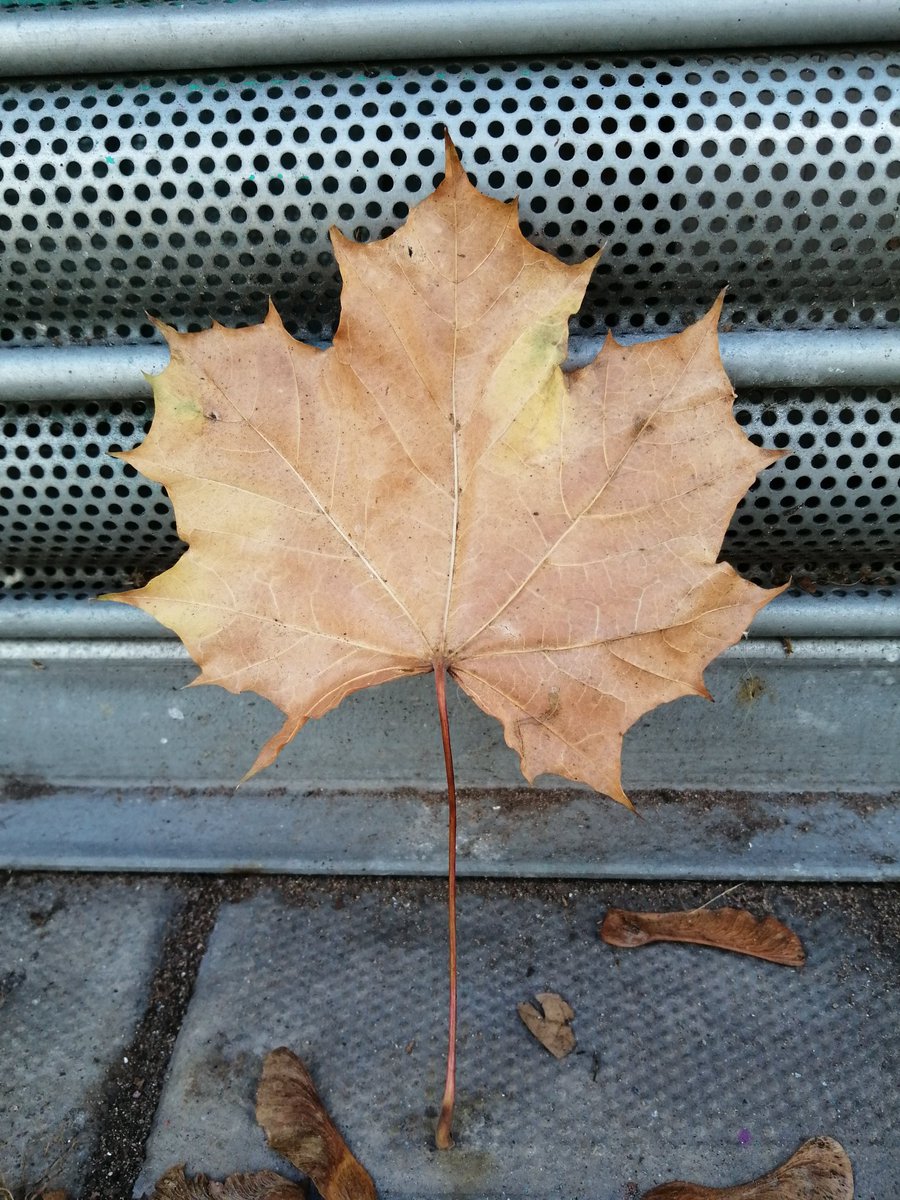 RedcliffePopUp's tweet photo. Love seeing the colour changes in the leaves across the neighbourhood. What do you love about Autumn?

We are creating more space to build connections in our community. 

#Redcliffe #Bristol https://t.co/vdjbURdkoV