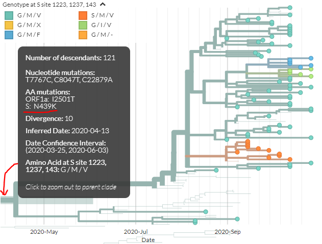 Looking at another, separate cluster that's gotten attention recently, we can zoom to Danish sequences with N439K (see  @robertson_lab's preprint  https://twitter.com/robertson_lab/status/1324470959093460992)We can see sequences with multiple mutations in spike: at 143, 1223, & 123736/21 https://nextstrain.org/groups/neherlab/ncov/denmark?c=gt-S_1223,1237,143&f_country=Denmark&label=mlabel:20A/G12988T&p=grid&r=division