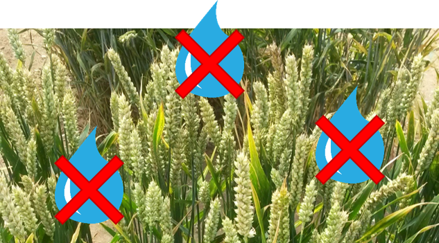 PhilippaBorrill's tweet image. Pls RT: PhD studentship available in my lab @unibirmingham to work on #wheat drought tolerance and senescence, funded by @BBSRC. Apply by 10th Jan warwick.ac.uk/fac/cross_fac/… 

#Plantscijobs @PlantSci_UoB